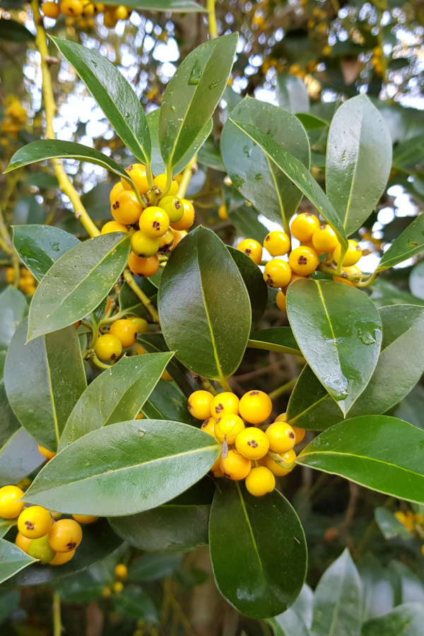 Some holly varieties even produce yellow berries. 