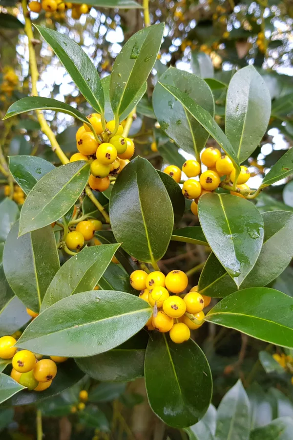 Some holly varieties even produce yellow berries. 