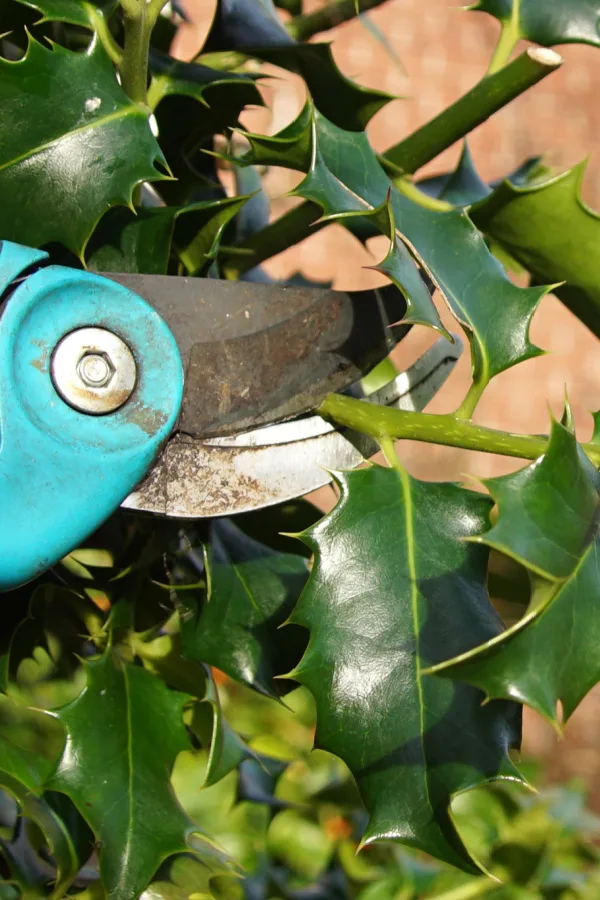 Only prune holly bushes in the winter when the plants aren't growing anymore and are dormant.