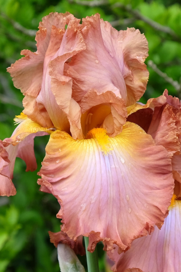 A closeup of a beard on an iris flower. 