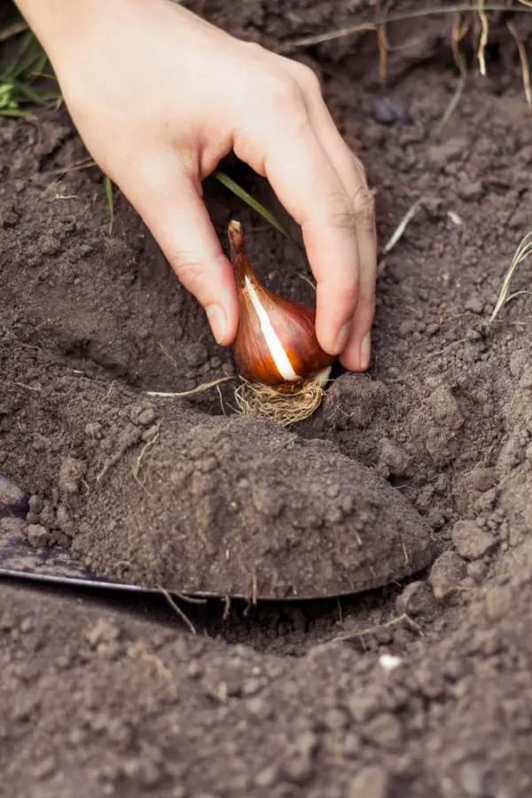 Planting a dutch bulb