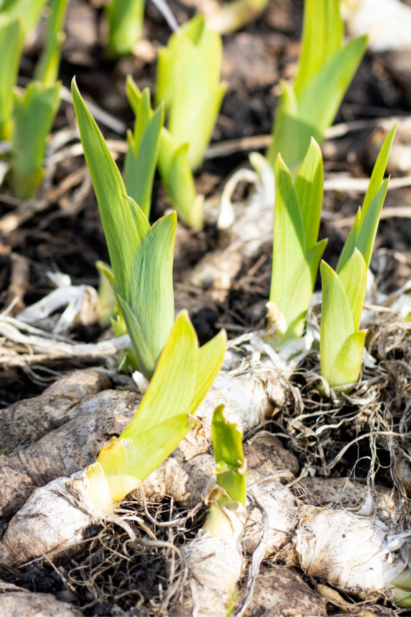Too many iris rhizomes growing together with new growth starting to emerge. 