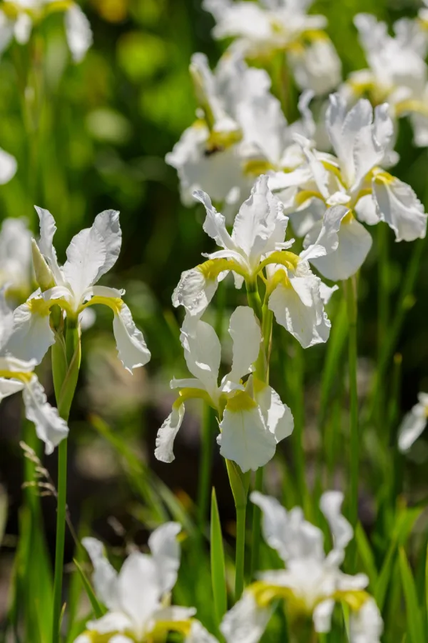 White iris flowers blooming. 