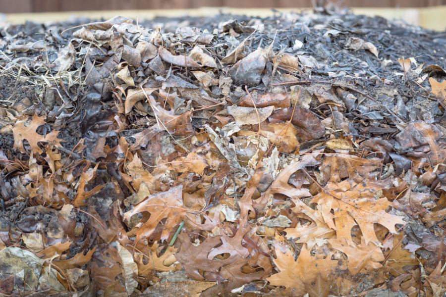 how-to-create-leaf-mold-the-amazing-free-soil-amendment