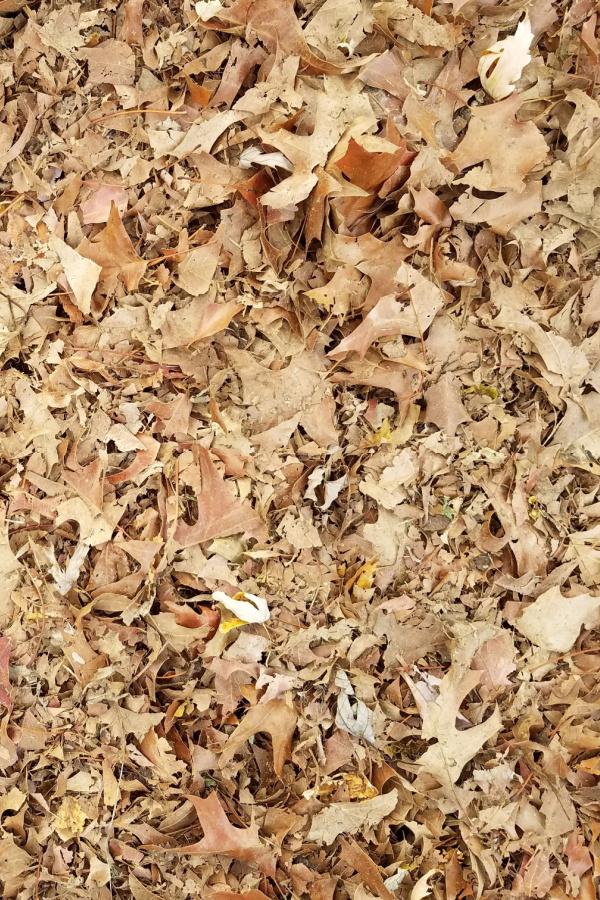 Shredded leaves