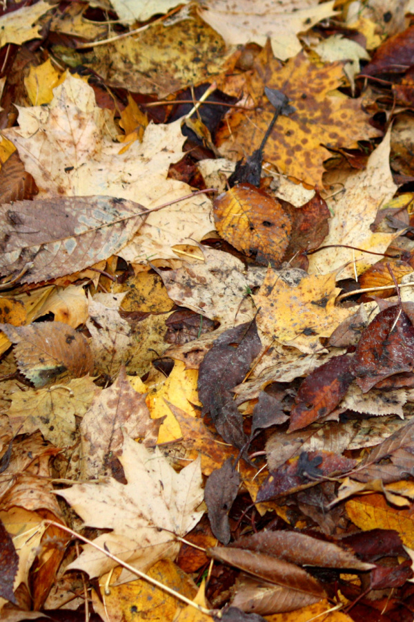 Fallen leaves are perfect for home compost piles - most of them! 