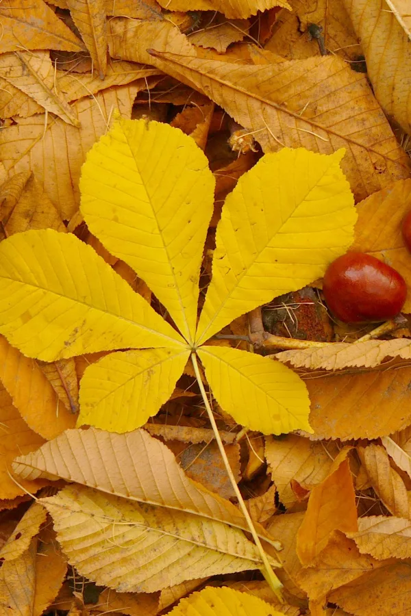 Horse chestnut leaves  should be avoided. 