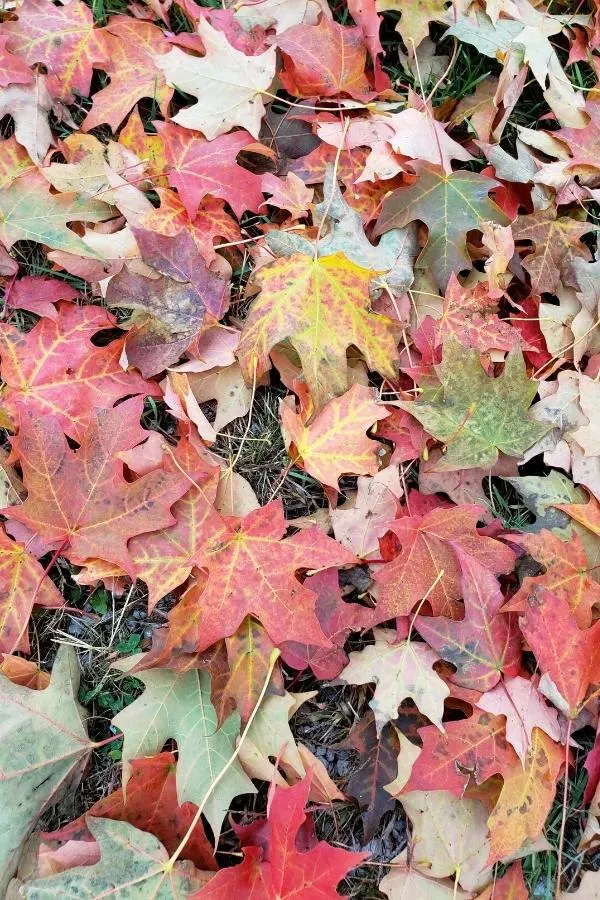 Sugar maple tree leaves are perfect for composting.