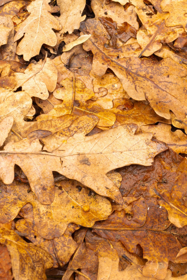 Oak leaves should only be used in moderation in compost piles.