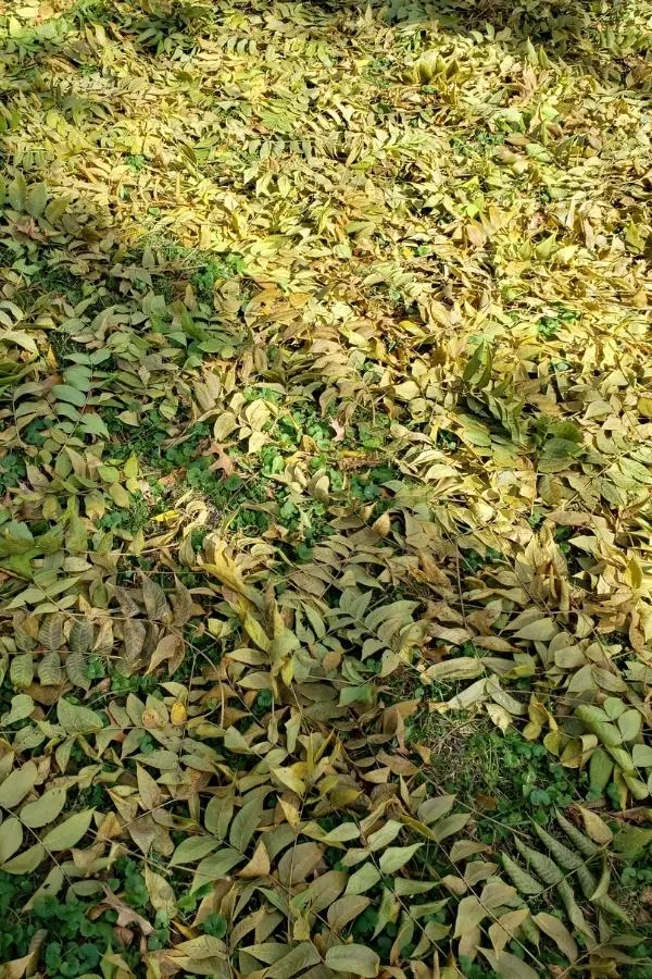 Several black walnut tree leaves on the ground - You should avoid composting black walnut leaves