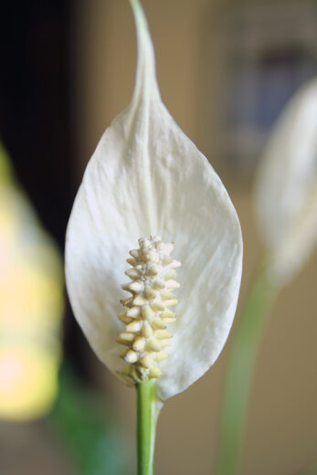 How To Grow Peace Lilies The Ultimate Indoor Houseplant