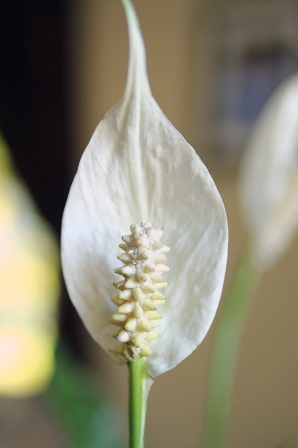A peace lily's spathe surrounding the actual flowers of the plant.