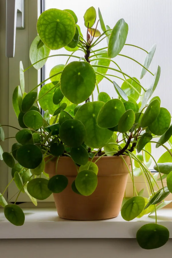 A succulent growing and thriving in a window indoors