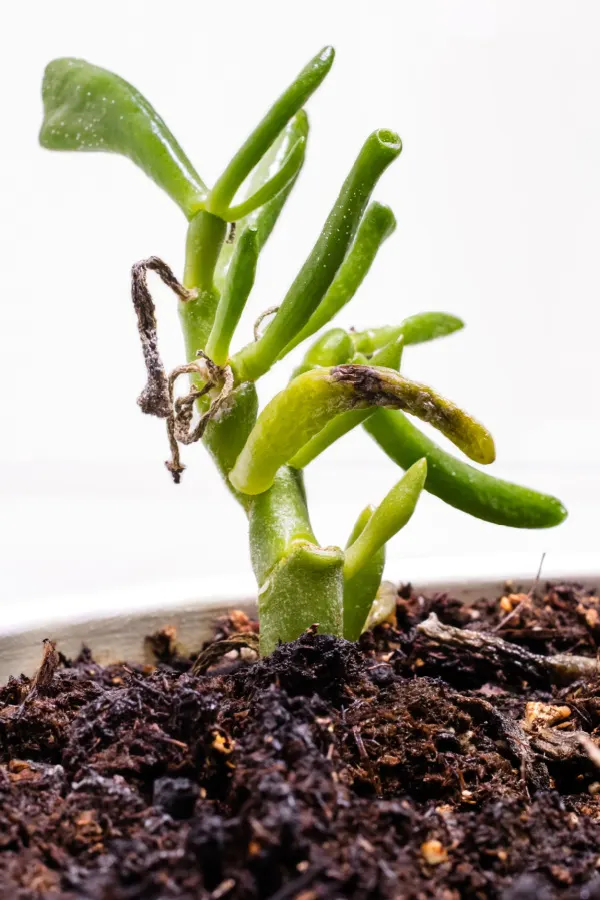 Underwatering affecting a growing  gollum jade succulent.