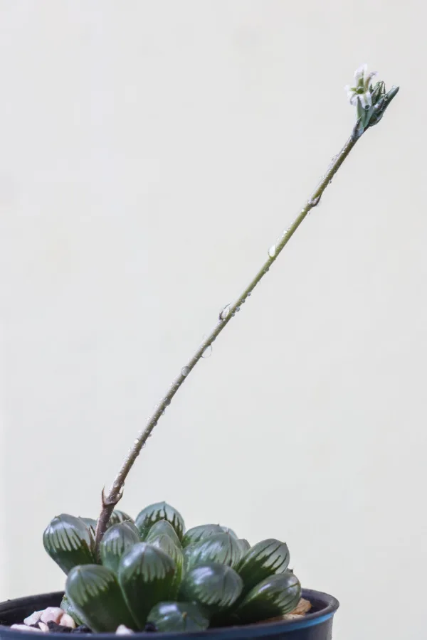A Haworthia Cooperi flower