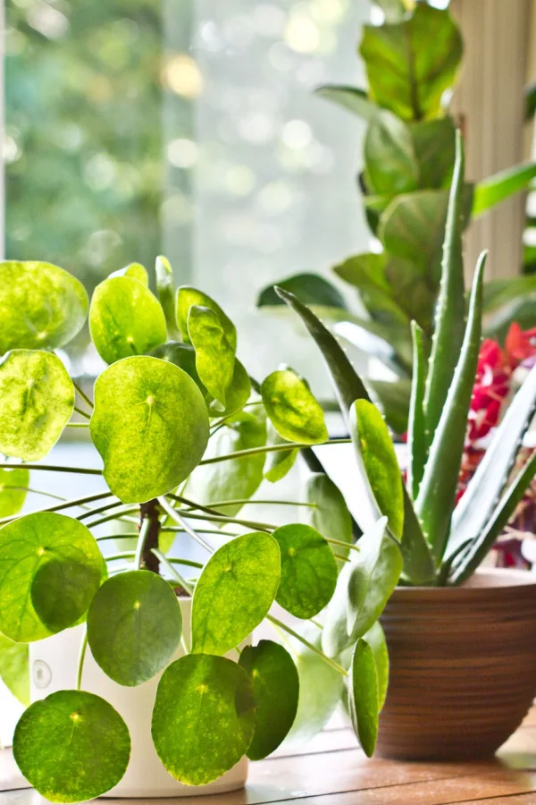 Succulents and aloe vera growing indoors next to a window.
