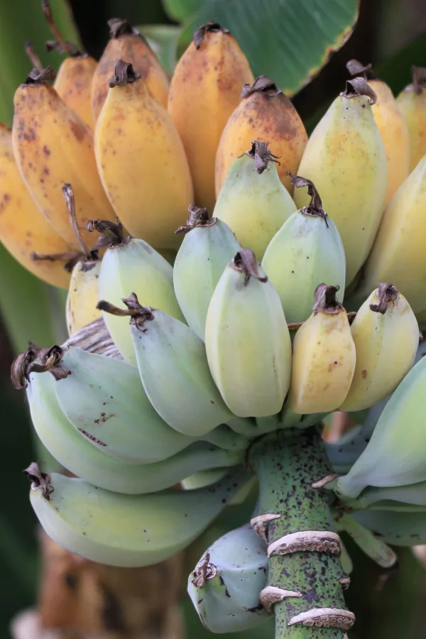 The fruit of a cold-hardy banana plant