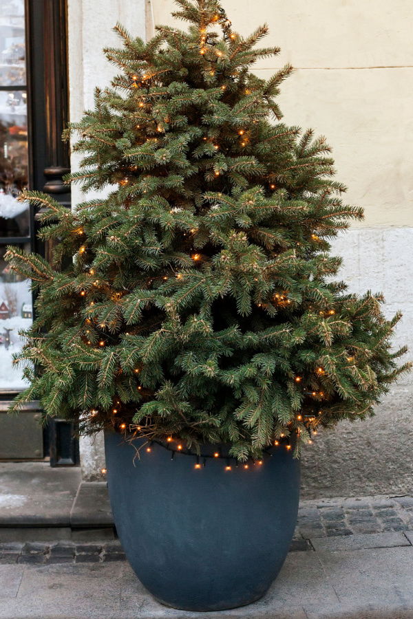 A live Christmas tree in a pot outside.