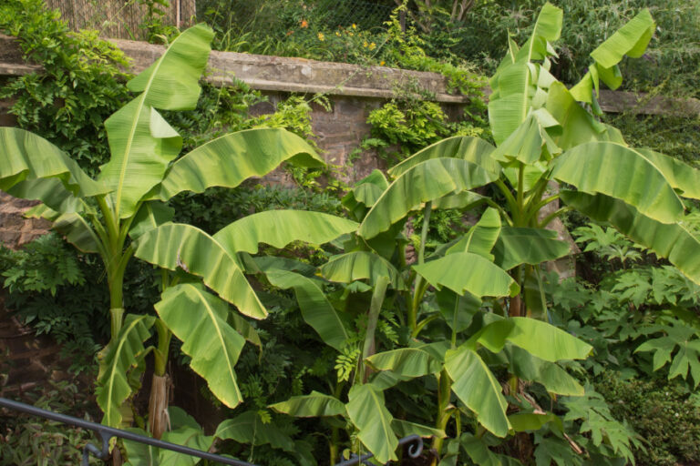 How To Grow Cold Hardy Banana Plants - Anywhere!
