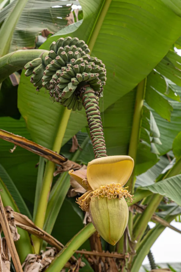 The unique tubular flowers of the plant