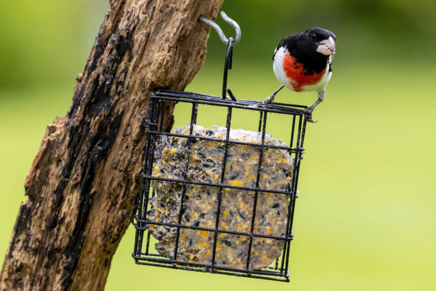 Common Questions About Suet For Birds Birds And Blooms