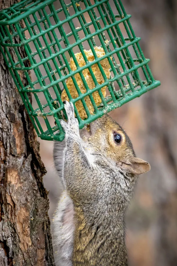A squirrel enjoying a bit of homemade bird suet. 