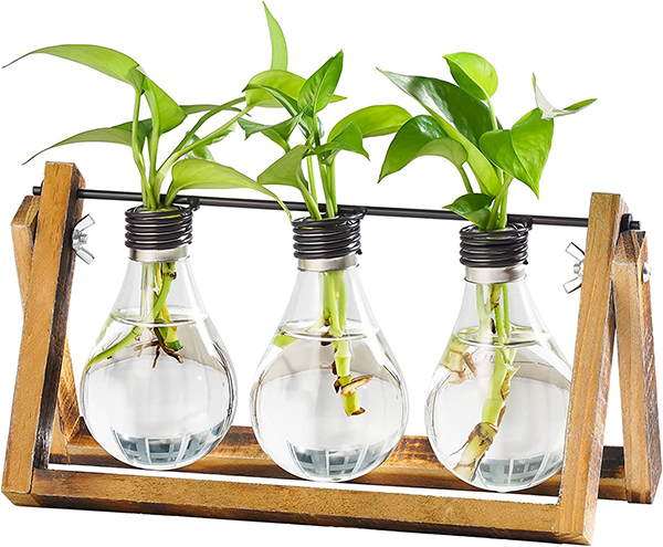 A plant propagation holder that is holding three growing pothos plants.
