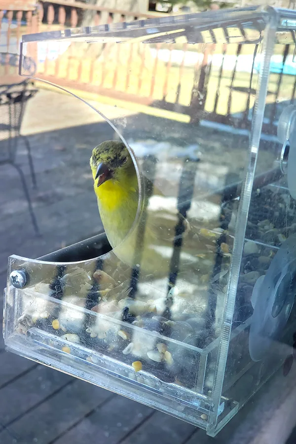 A clear window bird feeder can be an excellent Christmas gift