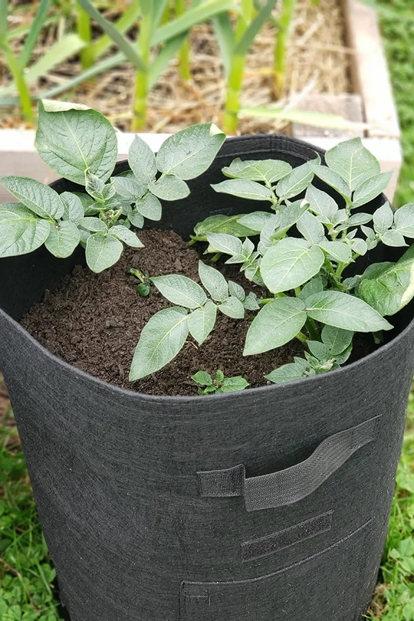 A grow bag growing potatoes with garlic in the background. Makes a great Christmas gift for under $30.