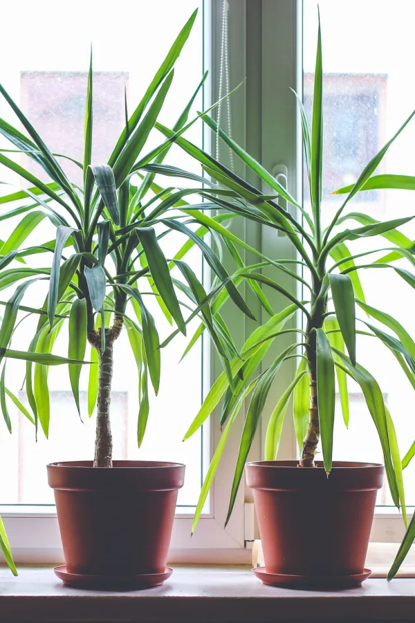 Two dragon tree plants grown indoors  and sitting next to a window.
