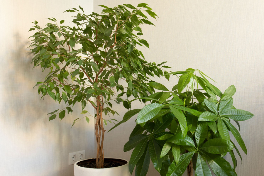 The Best Trees To Grow Indoors 8 Great Varieties For Your Home!