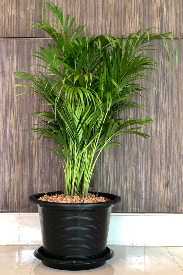 A lady palm against a wallpapered background and in a black pot. 