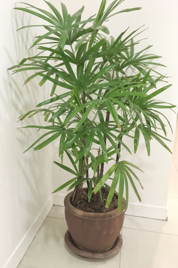 A parlor palm tree being grown indoors in a corner of a home or office