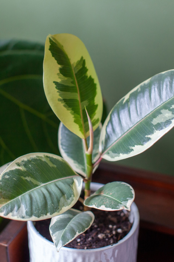 A rubber plant is one of the best indoor trees to grow.