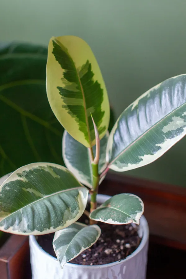 A rubber plant is one of the best indoor trees to grow.