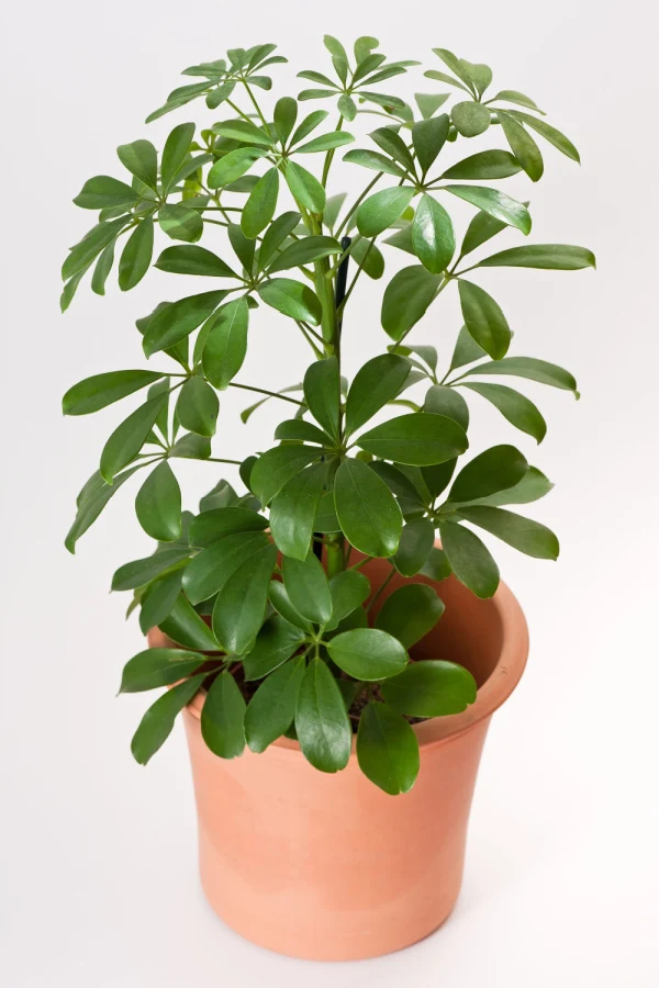 Dwarf umbrella tree in a clay pot. A great indoor tree. 