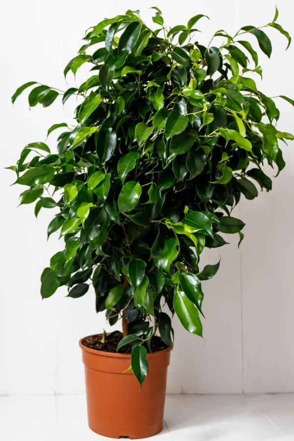 A weeping fig in an orange pot.