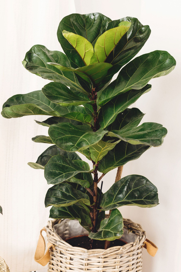 A fiddle leaf fig - one of the best trees to grow indoors