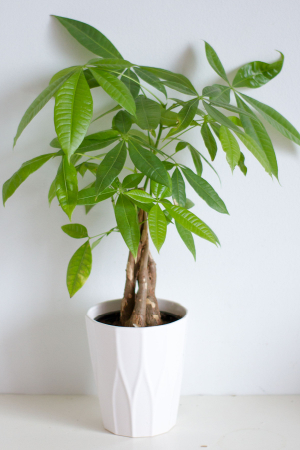 A money tree in a white pot with a braided trunk. 