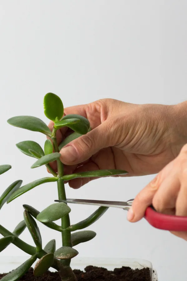 You can easily continue growing new jade plants all for free using cuttings. 