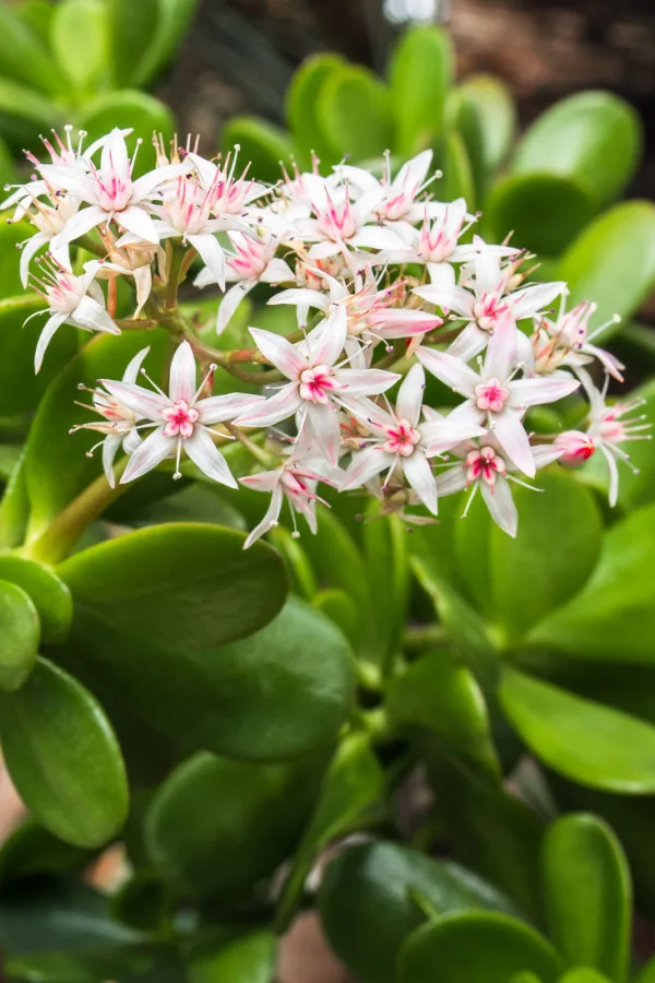 A jade plant's flowers