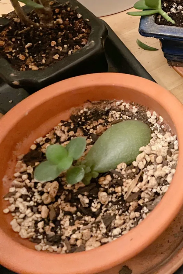 A jade leaf lying on the soil that has started to grow new plants.  