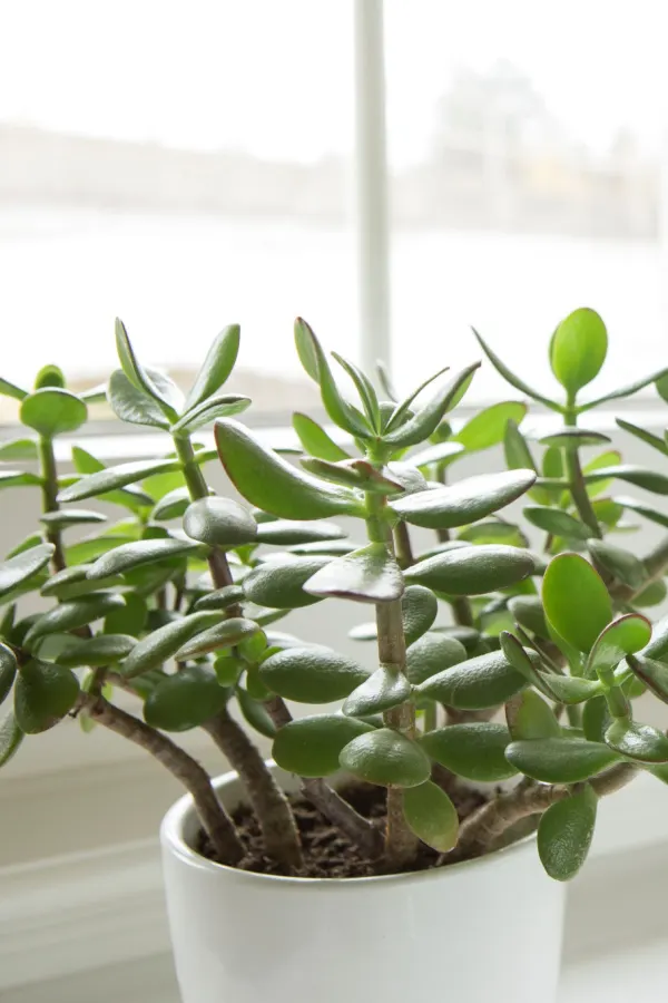 A plant sitting right next to a bright window. 