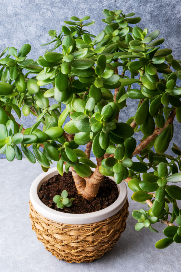 A jade plant growing in a basket that resembles a little tree. 