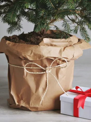 Live Christmas Tree in A Container