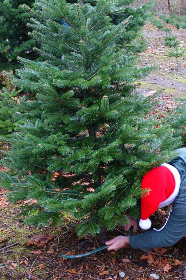 A man wearing a santa hat cutting down a pine tree