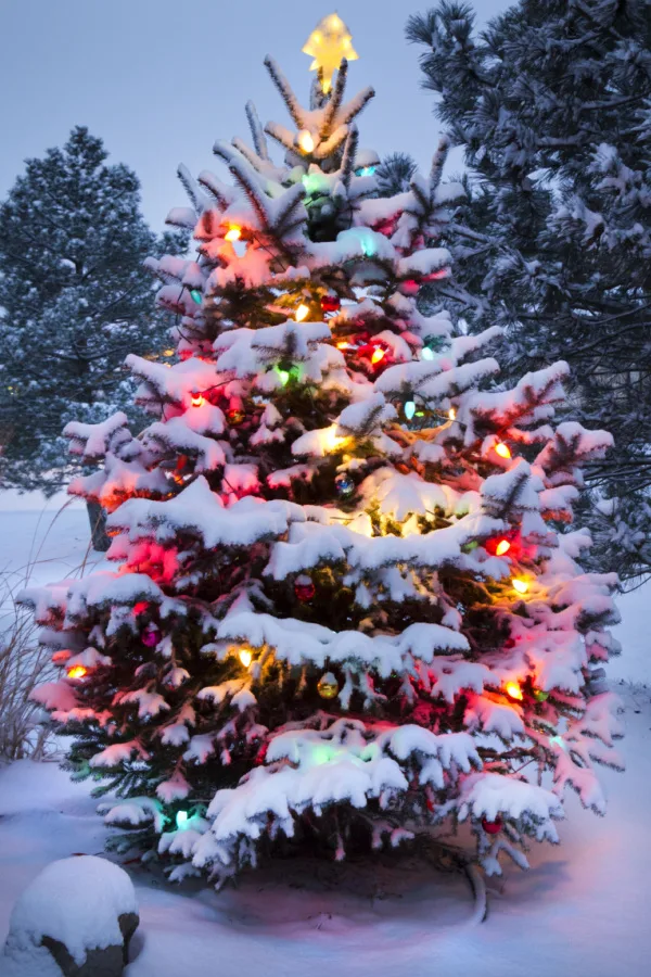 A live christmas tree that is now outside and covered in lights and snow.