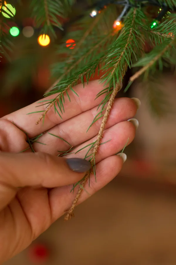 A female hand with painted nails and a dry pine tree needles.