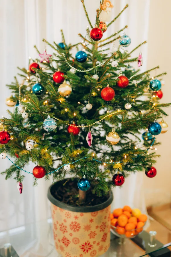 A small live Christmas tree potted indoors