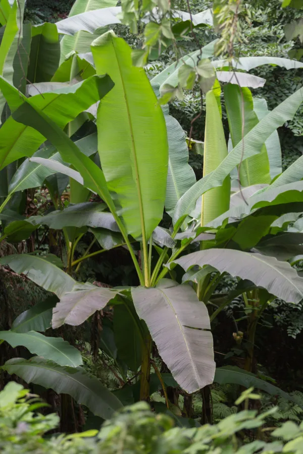 A couple of banana plants growing surrounded by other green foliage